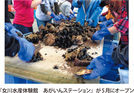 『女川水産体験館　あがいんステーション』が5月にオープン