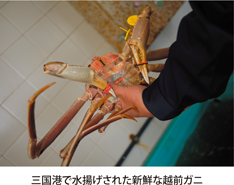 三国港で水揚げされた新鮮な越前ガニ