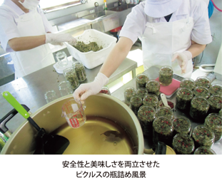 安全性と美味しさを両立させたピクルスの瓶詰め風景