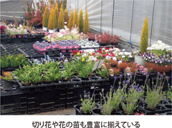 切り花や花の苗も豊富に揃えている